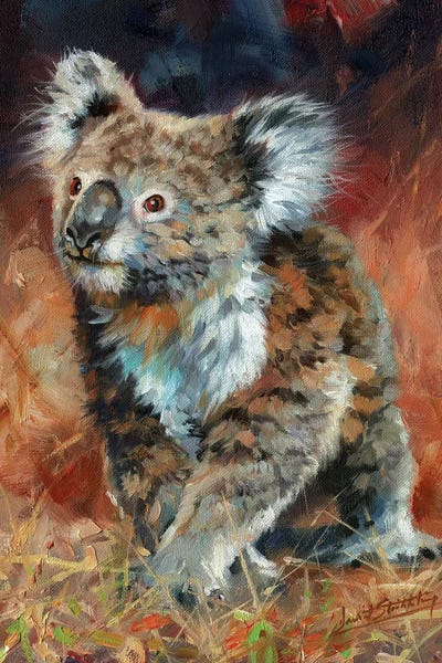 Koalas: Koala by David Stribbling
