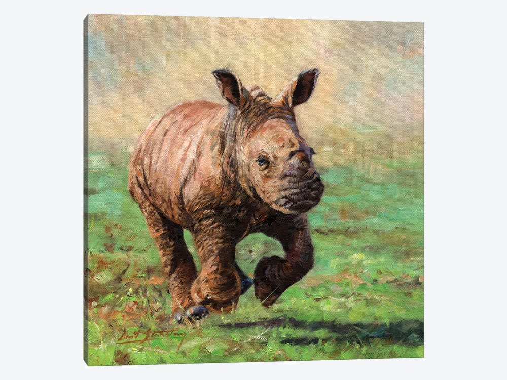 Rhino Calf Running by David Stribbling 1-piece Canvas Print