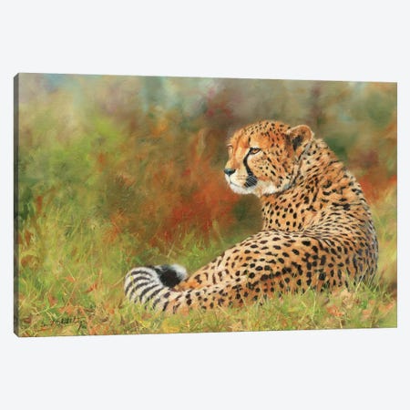 Cheetah II Canvas Print #STG20} by David Stribbling Canvas Art