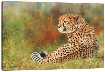 Cheetah II Canvas Art Print - Golden Hour Animals