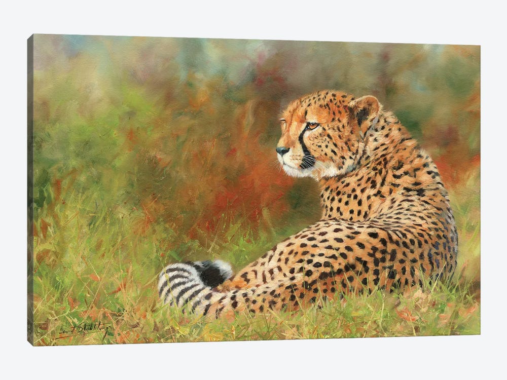 Cheetah II by David Stribbling 1-piece Canvas Art Print