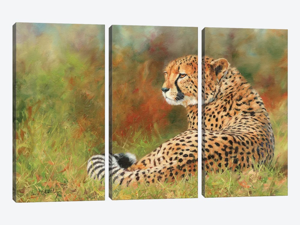 Cheetah II by David Stribbling 3-piece Canvas Print