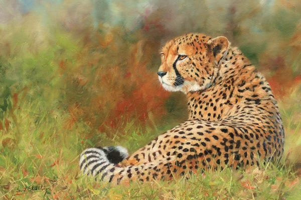 David Stribbling: Cheetah II by David Stribbling
