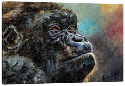Study Of A Gorilla Canvas Art Print - Primate Art