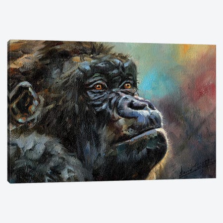 Study Of A Gorilla Canvas Print #STG210} by David Stribbling Canvas Artwork