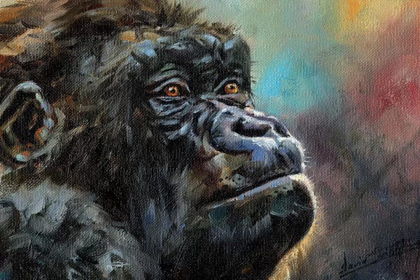 Gorillas: Study Of A Gorilla by David Stribbling