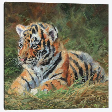 Tiger Cub Laying Down In Grass Canvas Print #STG211} by David Stribbling Canvas Artwork