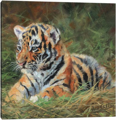 Tiger Cub Laying Down In Grass Canvas Art Print - David Stribbling