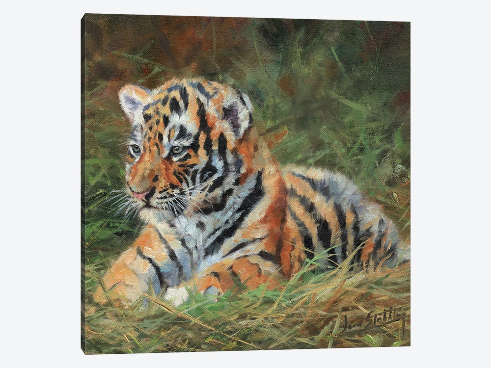 Tiger Cub Laying Down In Grass by David Stribbling 1-piece Canvas Wall Art