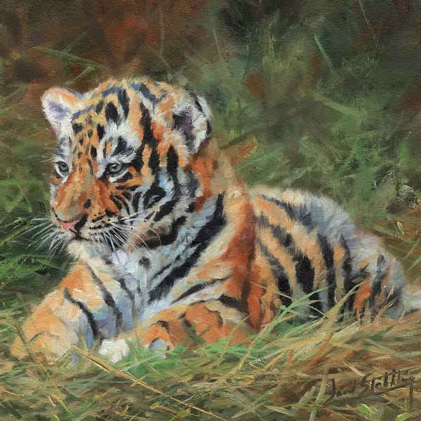 David Stribbling: Tiger Cub Laying Down In Grass by David Stribbling