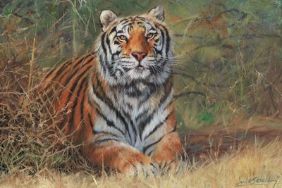 Tiger In Bush by David Stribbling art print