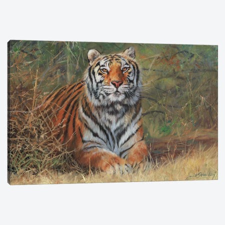 Tiger In Bush Canvas Print #STG212} by David Stribbling Canvas Artwork