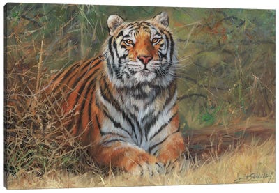 Tiger In Bush Canvas Art Print - David Stribbling