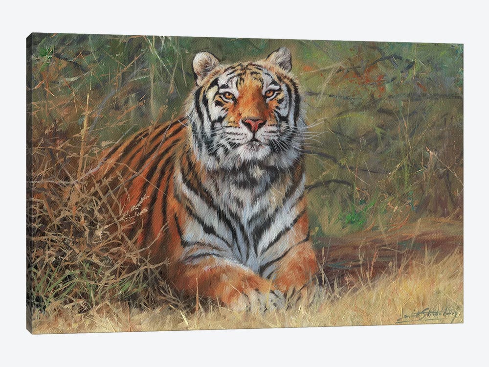 Tiger In Bush by David Stribbling 1-piece Canvas Art Print