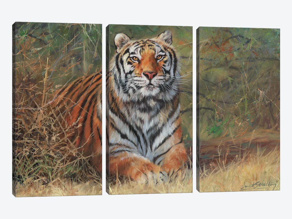 Tiger In Bush by David Stribbling 3-piece Canvas Art Print