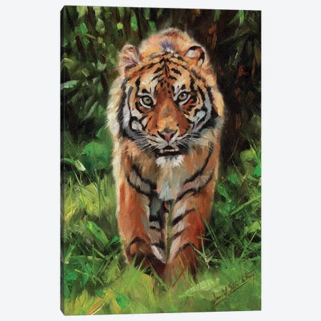 Tiger Prowl Canvas Print #STG213} by David Stribbling Canvas Wall Art