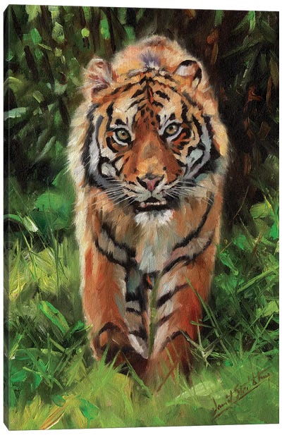 Tiger Prowl Canvas Art Print - David Stribbling