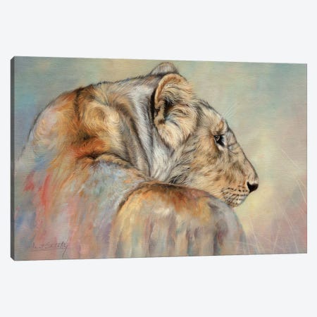 Lady In Waiting (Lioness) Canvas Print #STG214} by David Stribbling Art Print