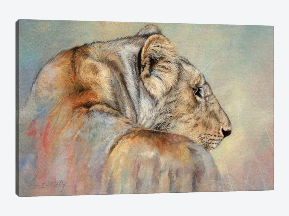 Lady In Waiting (Lioness) by David Stribbling 1-piece Canvas Print