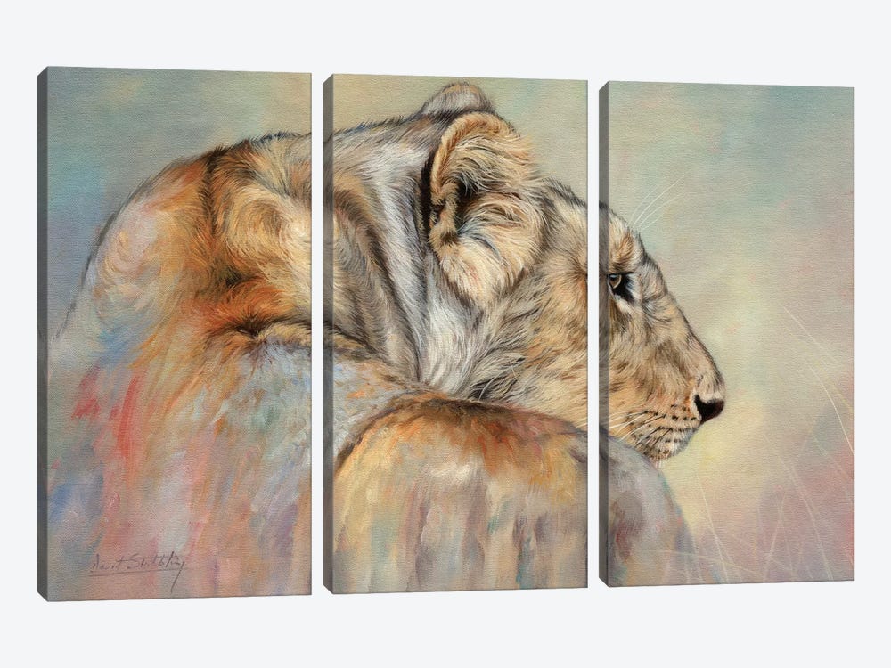 Lady In Waiting (Lioness) by David Stribbling 3-piece Canvas Print