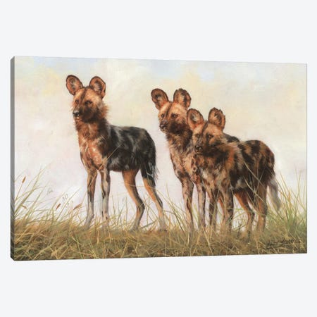 3 African Wild Dogs Canvas Print #STG215} by David Stribbling Canvas Art Print