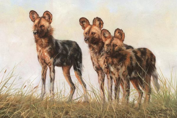 David Stribbling: 3 African Wild Dogs by David Stribbling