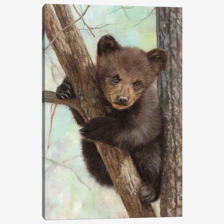 Brown Bear Cub In Tree Canvas Print #STG217} by David Stribbling Canvas Print