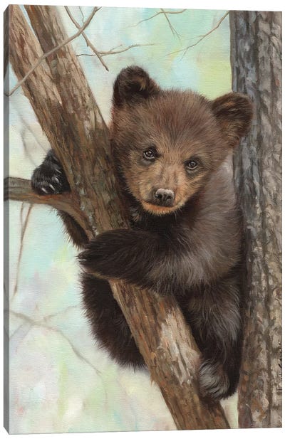 Brown Bear Cub In Tree Canvas Art Print - David Stribbling