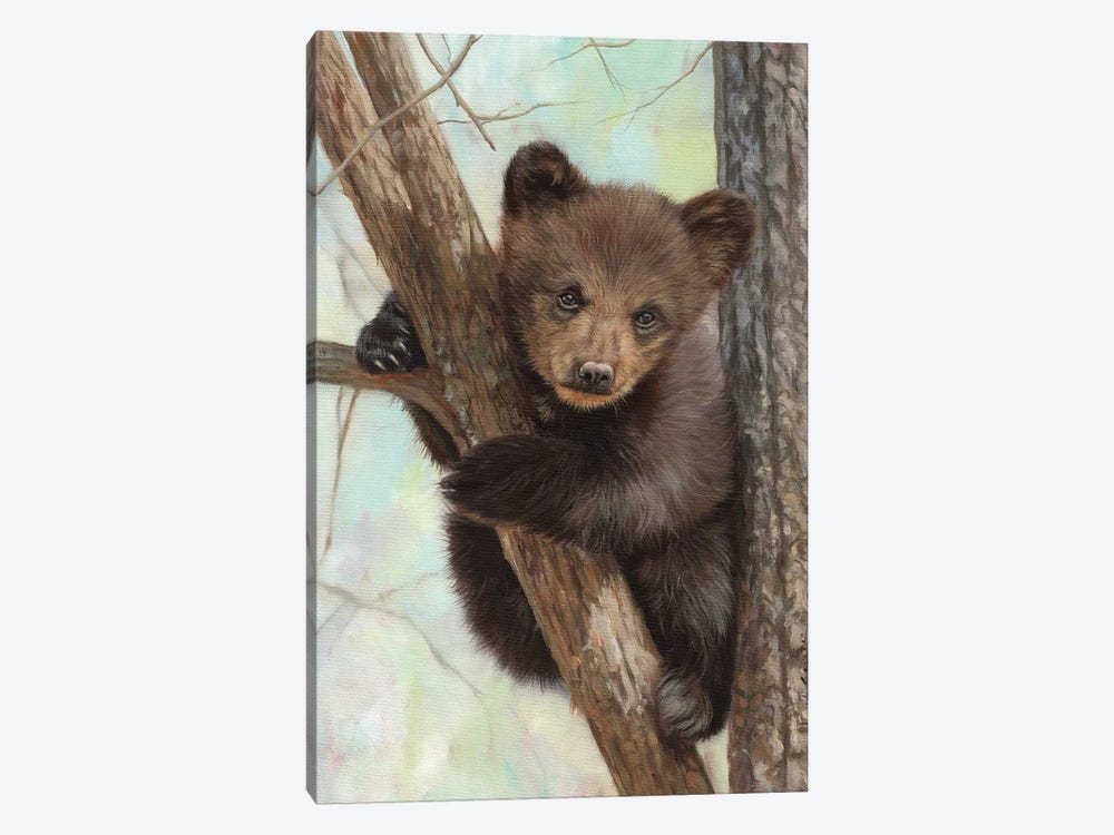 Brown Bear Cub In Tree by David Stribbling 1-piece Canvas Art
