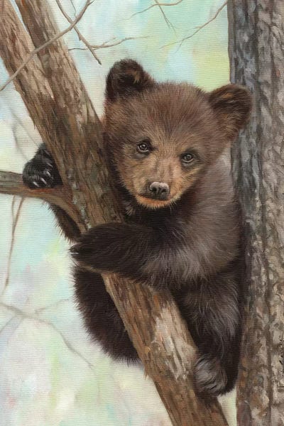David Stribbling: Brown Bear Cub In Tree by David Stribbling