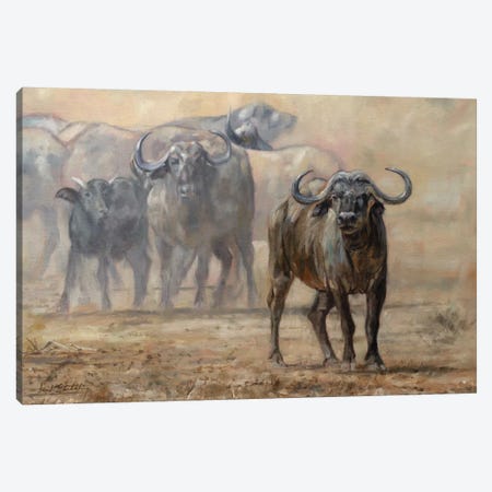 Buffalo Zambia Canvas Print #STG218} by David Stribbling Canvas Wall Art
