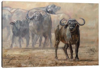 Buffalo Zambia Canvas Art Print - David Stribbling