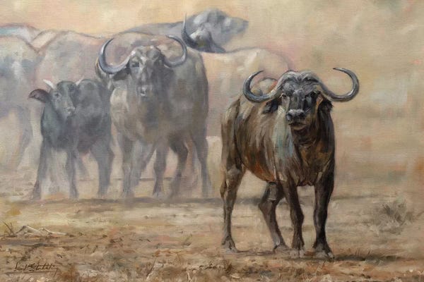Bison & Buffaloes: Buffalo Zambia by David Stribbling