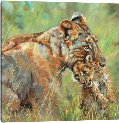 Lioness And Cub Canvas Art Print - David Stribbling