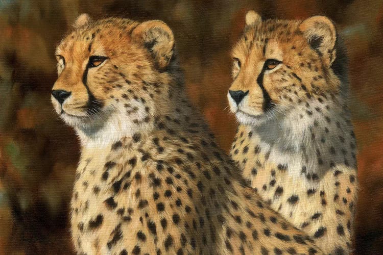 Cheetah Brothers