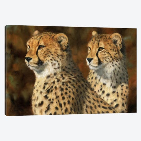 Cheetah Brothers Canvas Print #STG21} by David Stribbling Canvas Wall Art
