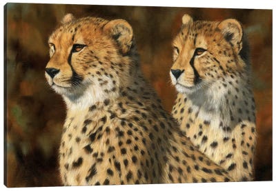 Cheetah Brothers Canvas Art Print - David Stribbling