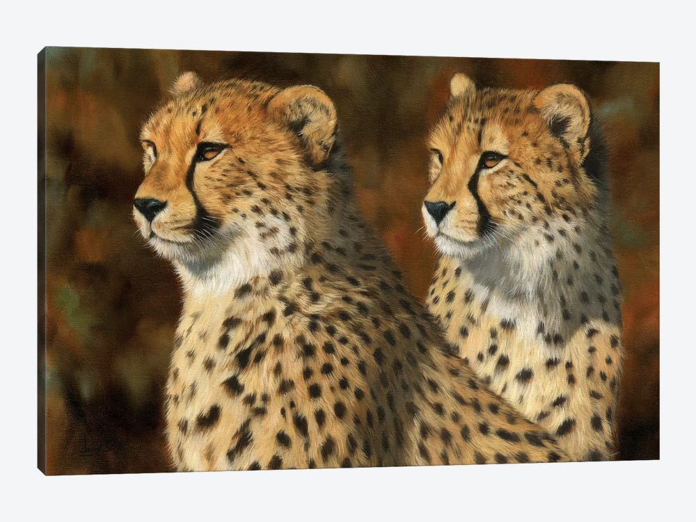 Cheetah Brothers by David Stribbling 1-piece Canvas Artwork