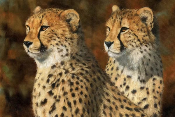 Cheetahs: Cheetah Brothers by David Stribbling