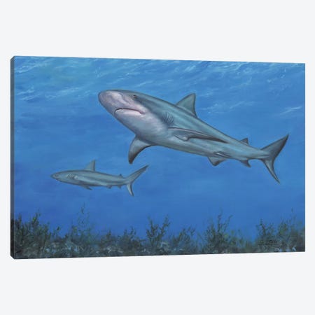 Reef Shark Canvas Print #STG220} by David Stribbling Canvas Art Print