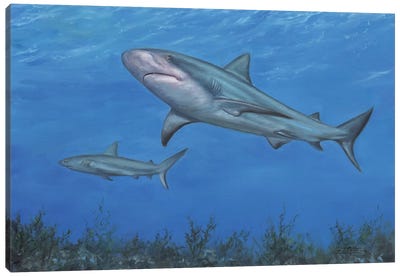 Reef Shark Canvas Art Print - David Stribbling