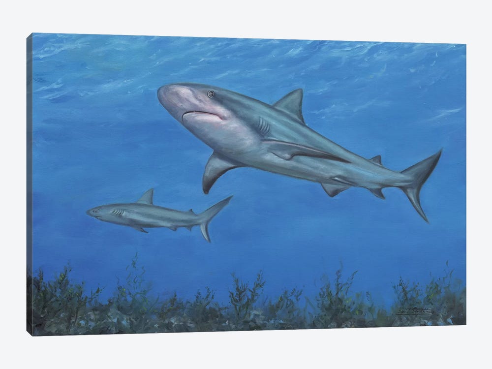 Reef Shark by David Stribbling 1-piece Canvas Artwork