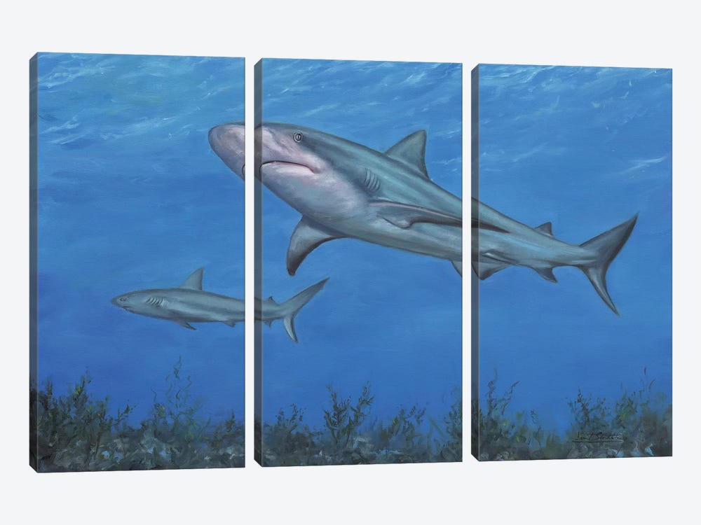Reef Shark by David Stribbling 3-piece Canvas Artwork