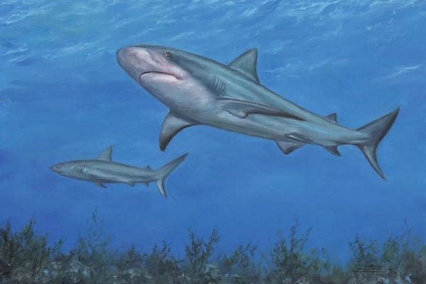David Stribbling: Reef Shark by David Stribbling