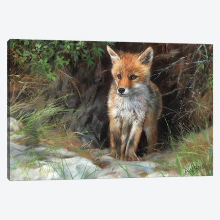 Young Red Fox Canvas Print #STG222} by David Stribbling Canvas Print