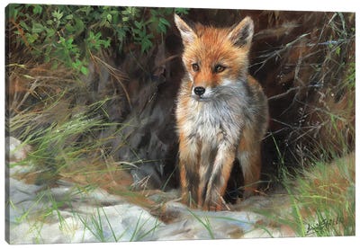 Young Red Fox Canvas Art Print - David Stribbling