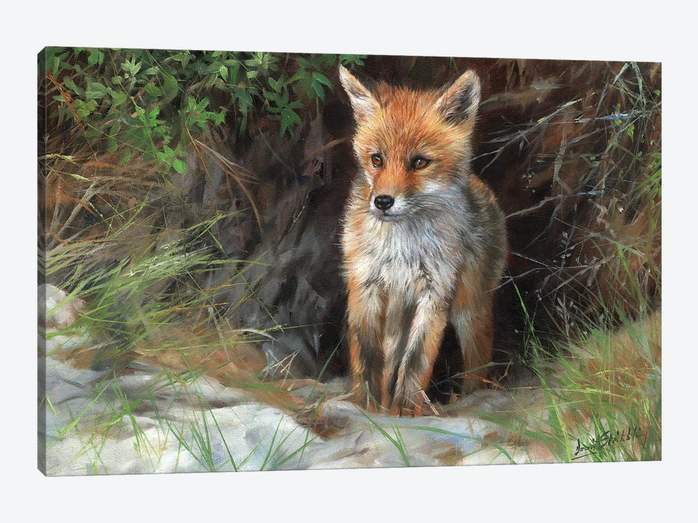 Young Red Fox by David Stribbling 1-piece Canvas Wall Art