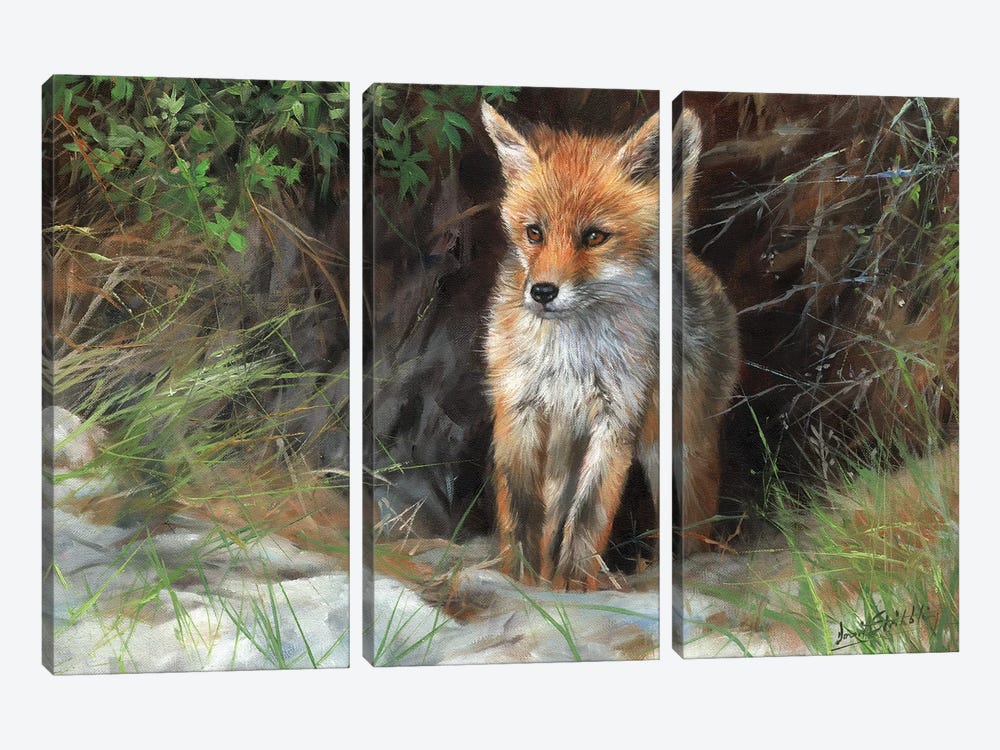 Young Red Fox by David Stribbling 3-piece Canvas Art