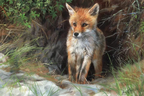 Foxes: Young Red Fox by David Stribbling