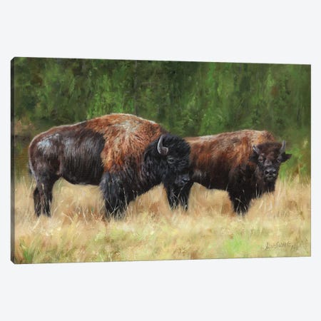 Pair Of Bison Canvas Print #STG223} by David Stribbling Canvas Art Print